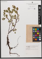 Foto von Salix reticulata L.